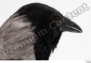 Carrion crow bird head 0003.jpg